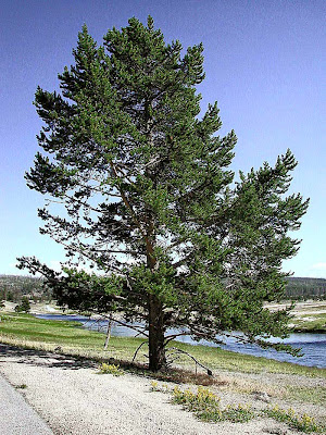 pokok pine
